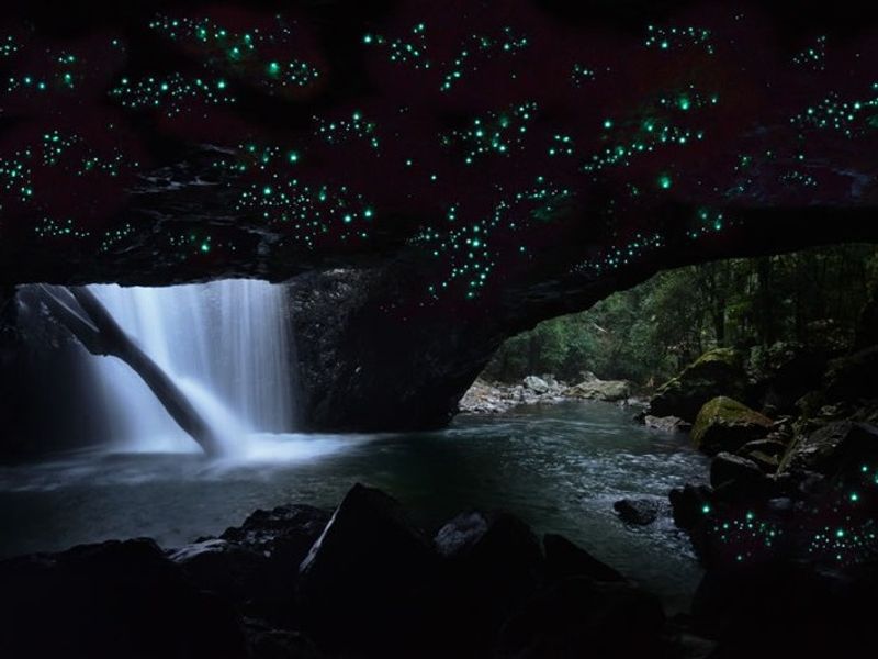 Springbrook National Park Tour with Glowworm Cave Visit from Gold Coast tours, activities, fun Springbrook National Park Tour with Glowworm Cave Visit from Gold Coast tours, activities, fun