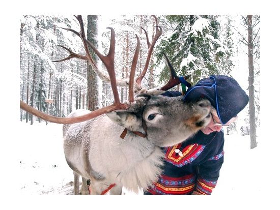 トナカイぞりで行く！ハスキー牧場犬ぞり体験 ＜12月～4月初旬／ロヴァニエミ発＞