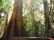 Rainforest Treet