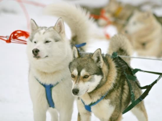 ファミリー旅行にオススメ 子供にやさしいワンちゃんが引く ハスキーキャンプで犬ぞり体験ツアー 12月 4月限定 ロヴァニエミ発 フィンランド フィンランド 旅行の観光 オプショナルツアー予約 Veltra ベルトラ