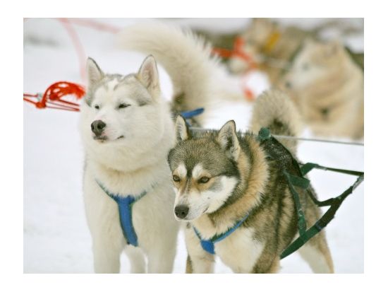 ファミリーにおすすめ！ハスキーキャンプで犬ぞり体験ツアー 防寒具貸し出し＆ホットドリンク付き＜12～4月初旬／ロヴァニエミ発＞