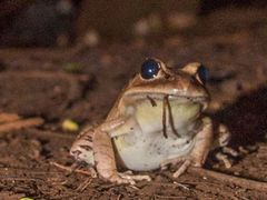 GW 4 Private and normal tour Frog