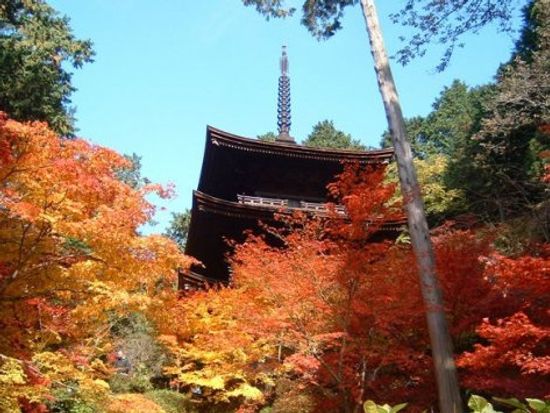 Image result for fall osaka