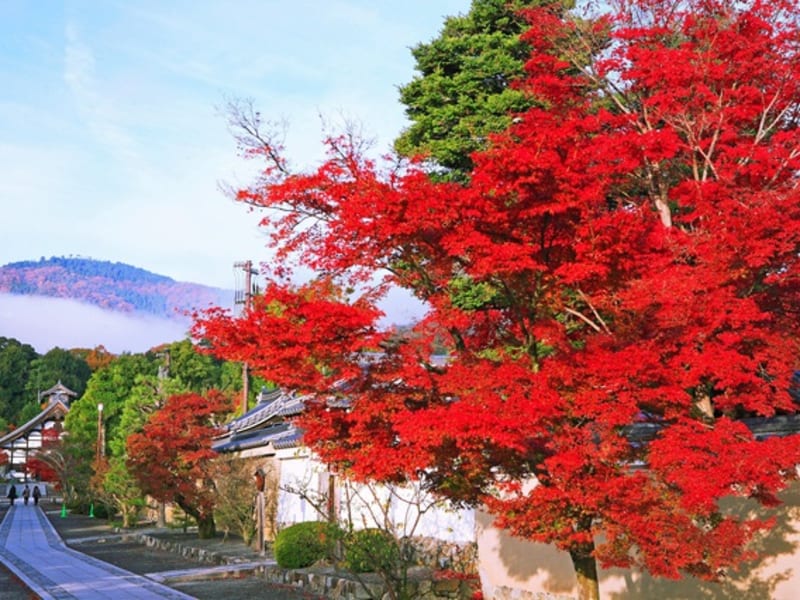 嵐山_嵯峨野_京の紅葉