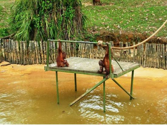 オランウータンサンクチュアリ（特別保護区）エコパーク観光ツアー＜1日／昼食付／ペナン発＞