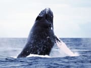 Whale breaching the water in Okinawa