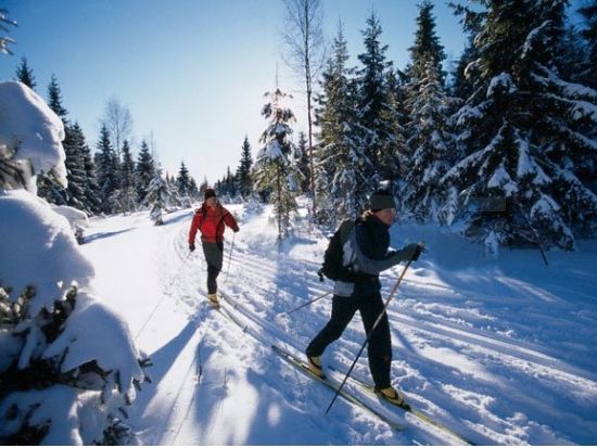 初心者歓迎！クロスカントリースキー体験 温かい飲み物＆お菓子休憩付き＜11～4月／英語ガイド／トロムソ発＞