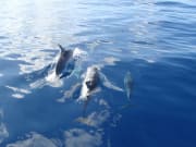 Hawaii_Kona_Kailua Glass Bottom Boat_Dolphins