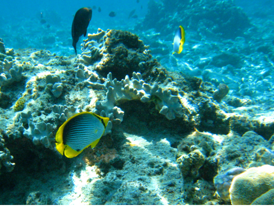 グラスボトムボートクルーズ ＜カイルアコナ発・英語ガイド＞