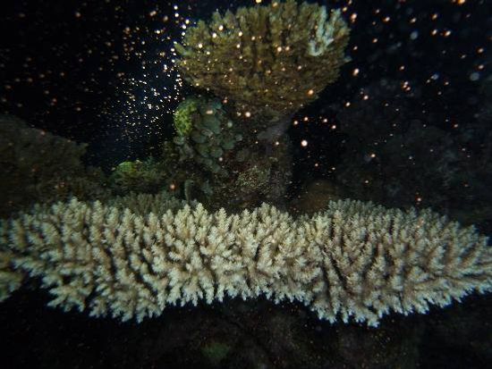 1383172_751149211624363_1105285449814797954_n