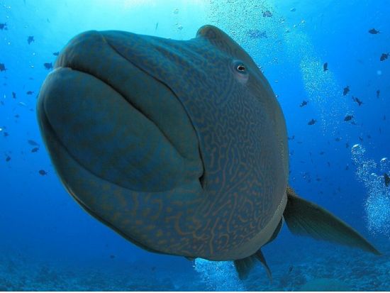 クマノミシュノーケル半日ツアー 充実のショップ設備＆近場ポイントへご案内＜午前または午後／送迎付き＞by パラオ・パシフイックダイバーズ