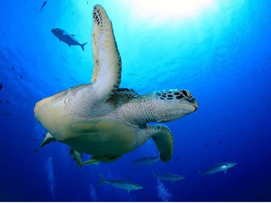 クマノミシュノーケル半日ツアー 充実のショップ設備＆近場ポイントへご案内＜午前または午後／送迎付き＞by パラオ・パシフイックダイバーズ