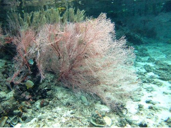夕方からのファンダイビング 自由自在に潜れるバディ潜水もOK！＜ビーチ／1ダイブ＞by パラオ・パシフイックダイバーズ