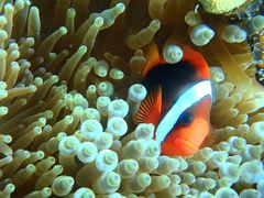 20140903093050_235040_snorkel4