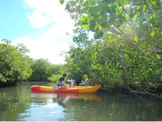 体験ダイビング ＋マングローブカヤック パラオの大自然に触れる半日ツアー＜ボート／1ダイブ＞by パラオ・パシフイックダイバーズ