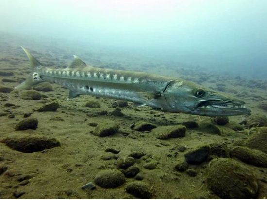 体験ダイビング 沈船と魚の宝庫トランベンまたは手軽に楽しめるサヌールへ プール講習付きで安心＜ビーチ or ボート／1～2ダイブ＞by ブルーシーズン・バリ