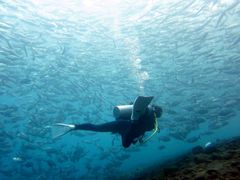 Tulamben Jack fish