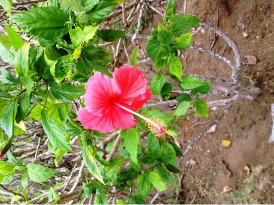 行政都市プトラジャヤ 半日観光ツアー ＜午前／昼食付き＞