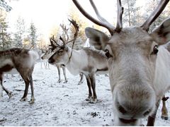 Lapland Reindeer Farm
