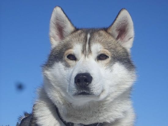 北の大地で犬ぞり体験 ハスキーサファリ半日ツアー 12月 4月 ユッラス発 フィンランド ユッラス 旅行の観光 オプショナルツアー予約 Veltra