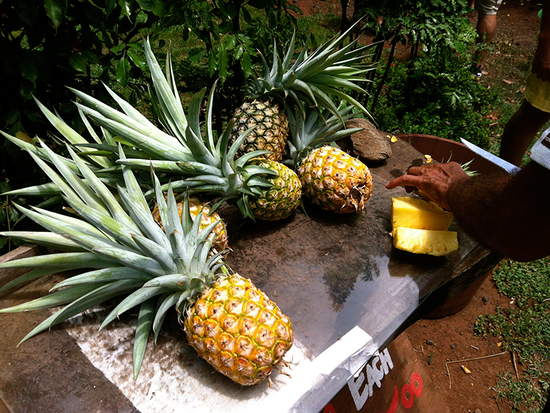 Hawaii_West Maui_Holo Holo Maui_Pineapples