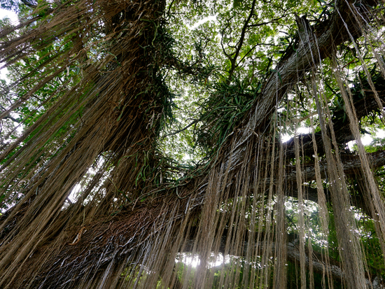 Hawaii_West Maui_Holo Holo Maui