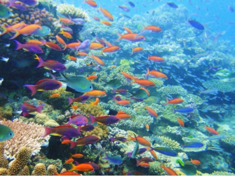 Rich colors of marine life at Great Barrier Reef