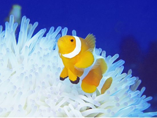 ファンダイビング マクタン島周辺・ヒルトゥガン島ボートファンダイブ＜混載／ホテル送迎付＞by エメラルドグリーンダイビングセンター