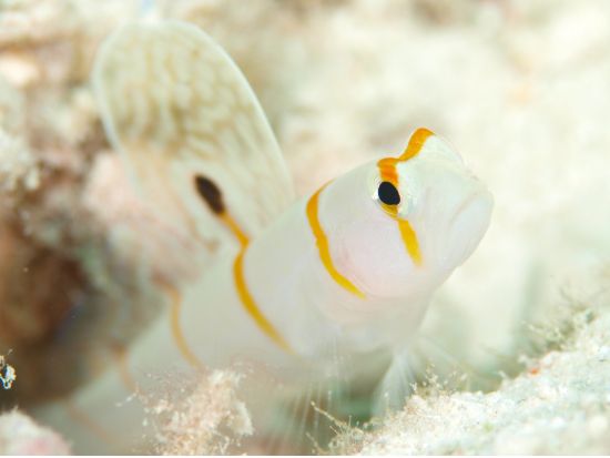 ファンダイビング マクタン島周辺・ヒルトゥガン島ボートファンダイブ＜混載／ホテル送迎付＞by エメラルドグリーンダイビングセンター