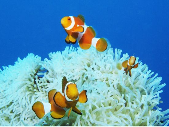 ファンダイビング マクタン島周辺・ヒルトゥガン島ボートファンダイブ＜混載／ホテル送迎付＞by エメラルドグリーンダイビングセンター