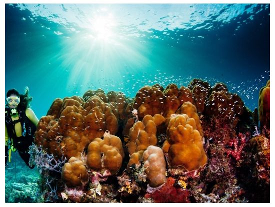 体験ダイビング＆選べるマリンアクティビティ（パラセーリングなど）半日ツアー　お弁当ランチオプションあり ＜ビーチ／1ダイブ＞