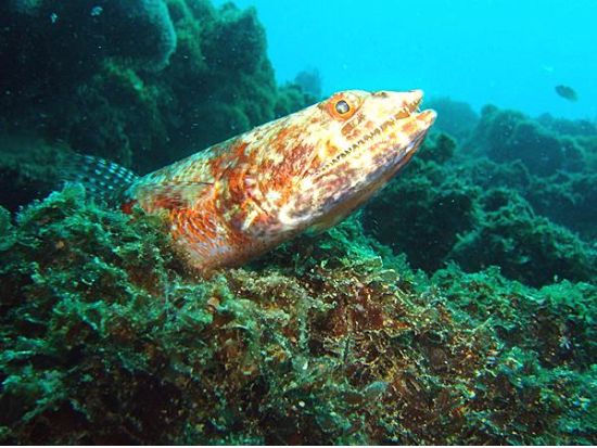 ファンダイビング　ヒルトゥガン島＆ナルスアン島の海を満喫 ＜2ダイブ／日本語対応／マクタン島発＞