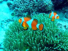 Clownfish Cebu Nalusuan Island Snorkeling