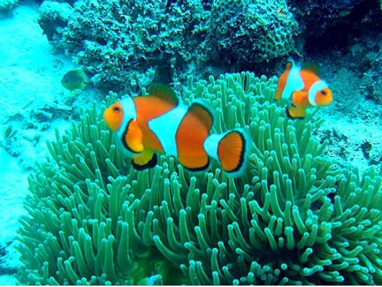 スピードボートで行く海洋保護区でのシュノーケルツアー！　パラセイリングorバナナボート付きプランや昼食オプションあり＜半日／英語ガイド＞