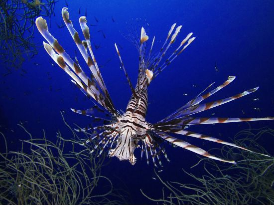 ファンダイビング マクタン島周辺・ヒルトゥガン島ボートファンダイブ＜混載／ホテル送迎付＞by エメラルドグリーンダイビングセンター