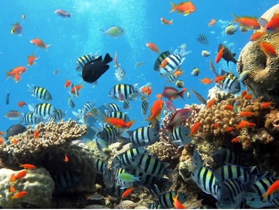 シーウォーカー　女性やお子様でも参加可能！水中を歩く簡単ダイビング体験＜マクタン島内ホテル送迎／日本語対応／BBQランチ付きプランあり＞