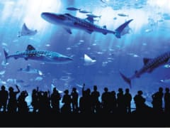 Whale sharks in the Churaumi Aquarium