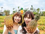 The pineapple field at Nago Pineapple Park