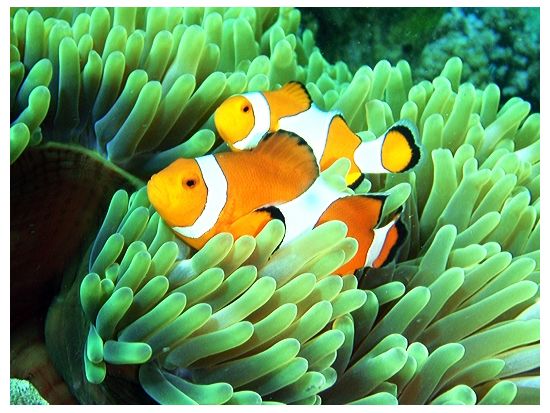 ナイトダイビング　昼とは違った雰囲気の海を満喫　フルムーンダイビングプランあり＜1ダイブ＞ by Scotty's Action Sports Network