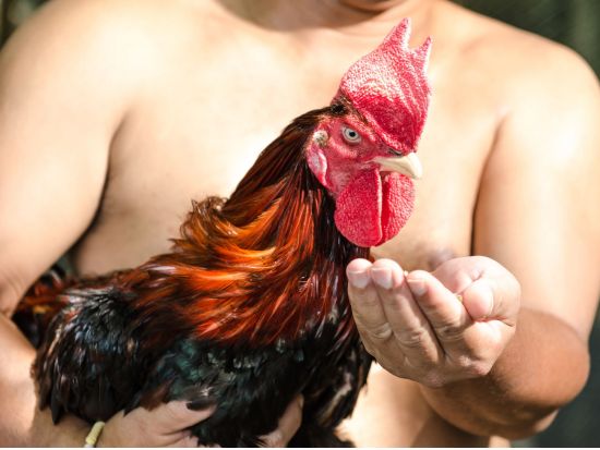 フィリピン国民が熱狂！闘鶏(チキンファイト)観戦＋フィリピン料理ディナーツアー　＜日本語ガイド／夕食付＞