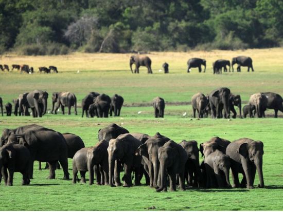 世界遺産シーギリヤロック登頂＆ミンネーリヤ国立公園　1日観光ツアー ＜貸切／日本語ガイド＞