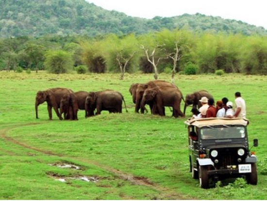 世界遺産シーギリヤロック登頂＆ミンネーリヤ国立公園　1日観光ツアー ＜貸切／日本語ガイド＞
