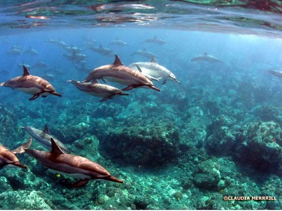 ハワイ島 ケアラケクア湾　シュノーケリングツアー ＜軽食付き／英語ガイド＞