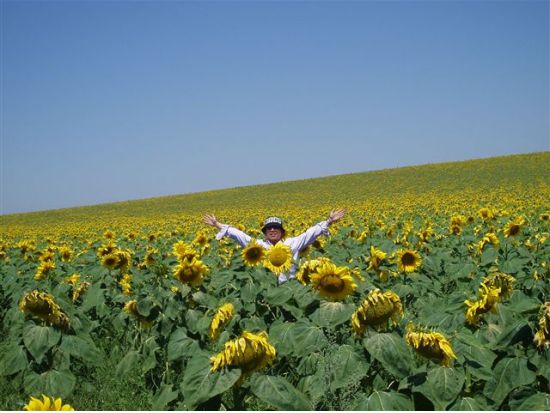 【5/30～6/7】8日間限定！ アンダルシアのひまわり畑見学ツアー カルモナのパラドール訪問付き＜半日／日本語アシスタント／セビリア発＞ byみゅう