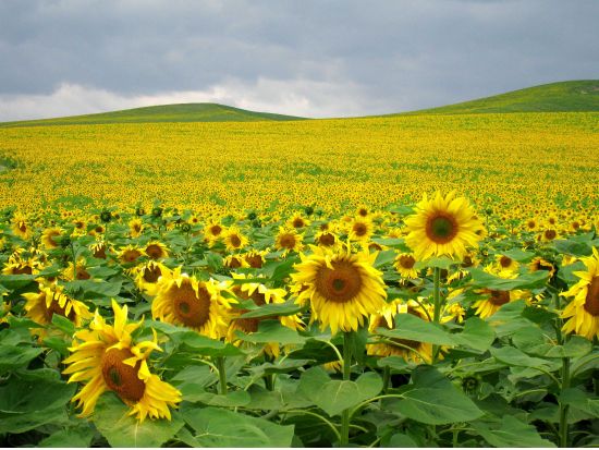 【5/30～6/7】8日間限定！ アンダルシアのひまわり畑見学ツアー カルモナのパラドール訪問付き＜半日／日本語アシスタント／セビリア発＞ byみゅう
