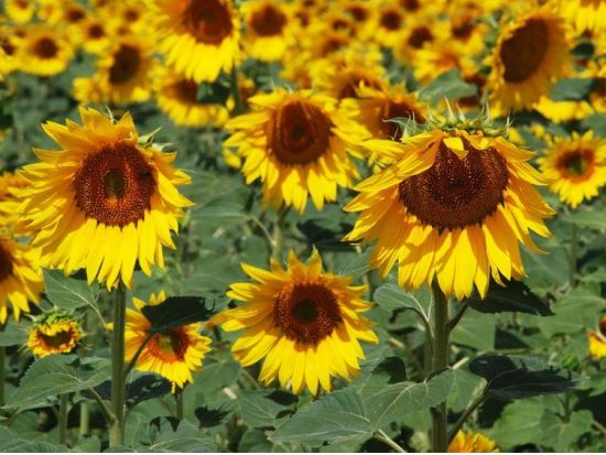 【5/30～6/7】8日間限定！ アンダルシアのひまわり畑見学ツアー カルモナのパラドール訪問付き＜半日／日本語アシスタント／セビリア発＞ byみゅう