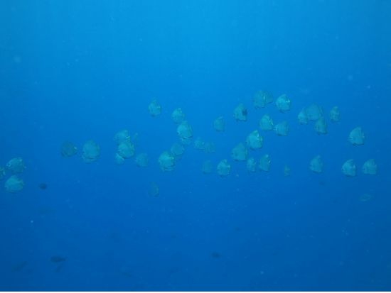 ウミガメシュノーケリング  ☆モアルボアルでウミガメと泳ぐ感動体験！＜送迎／日本語インストラクター／朝＆昼食＞byエメラルドグリーン