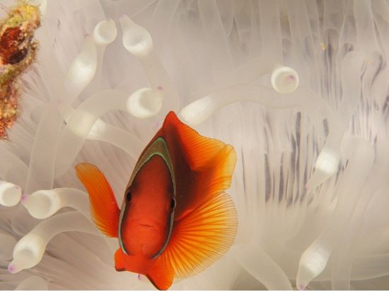 ウミガメシュノーケリング  ☆モアルボアルでウミガメと泳ぐ感動体験！＜送迎／日本語インストラクター／朝＆昼食＞byエメラルドグリーン