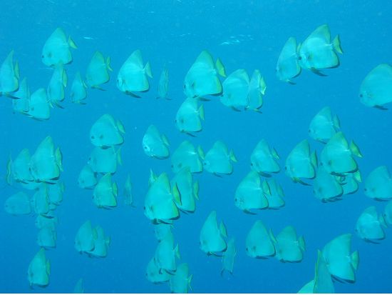 ウミガメシュノーケリング  ☆モアルボアルでウミガメと泳ぐ感動体験！＜送迎／日本語インストラクター／朝＆昼食＞byエメラルドグリーン