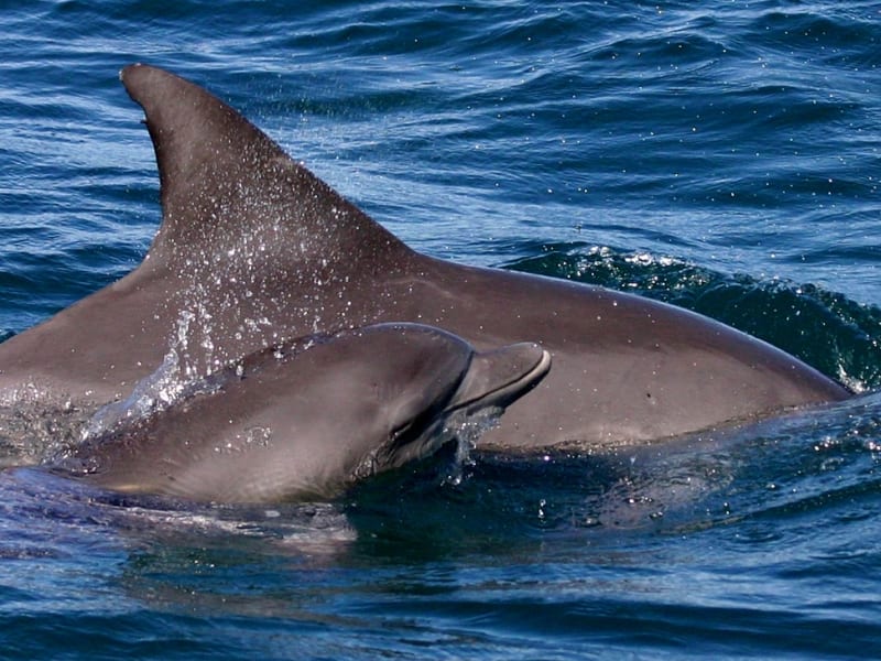 Dolphin Mum & Calf